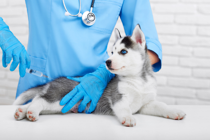 dog receiving dhlpp vaccine