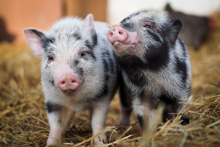 two black and white pigs enjoying pig puns