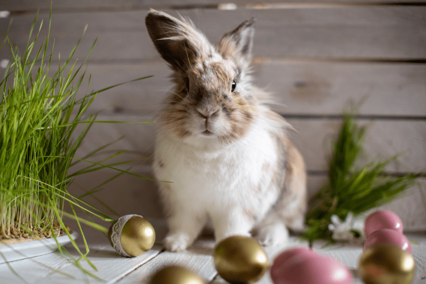 cute bunny poses with eggs