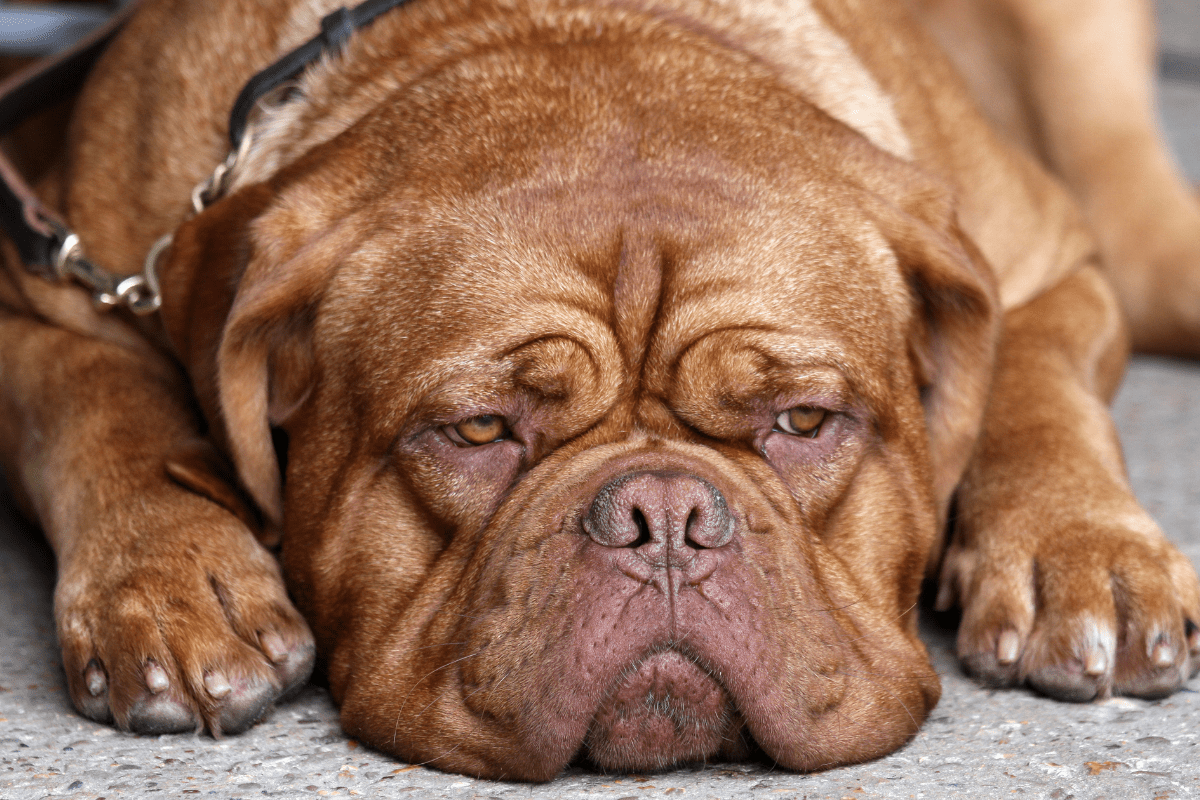 Wrinkled face dog 2024 breeds