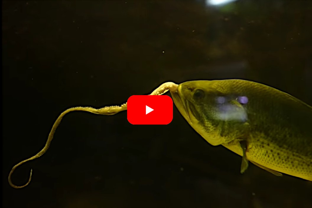 Bass Octopus Tentacle