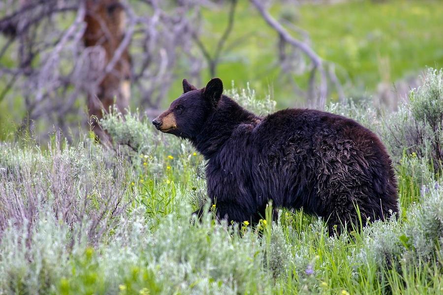 What To Do If You Encounter A Black Bear