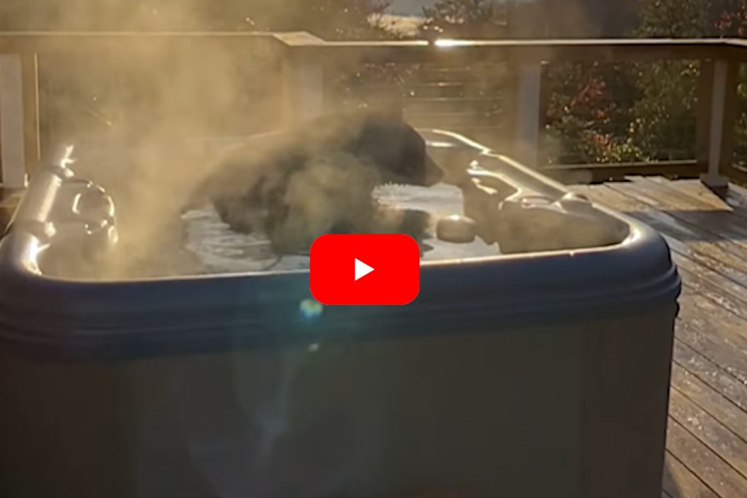 Black Bear Hot Tub