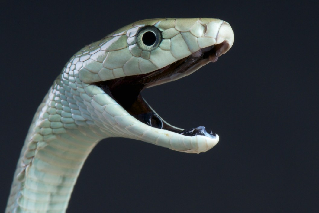 Black Mamba