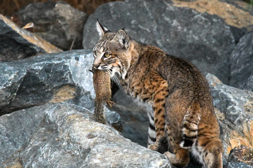 Bobcat vs Lynx
