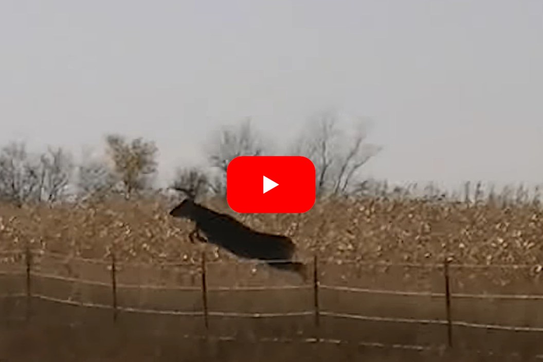 Buck Jumps Fence