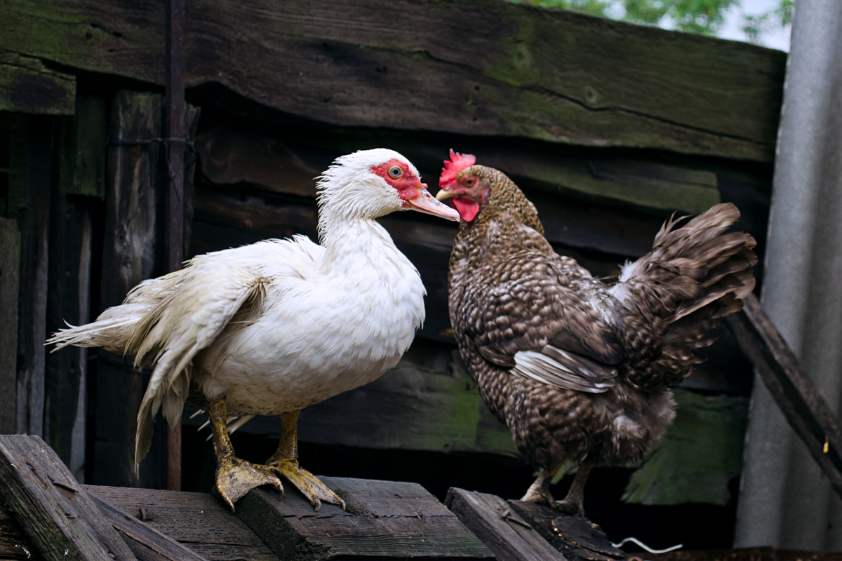 Lush Can Chickens And Ducks Breed Scene in 4K Lush Can Chickens And Ducks Breed Scene in 4K