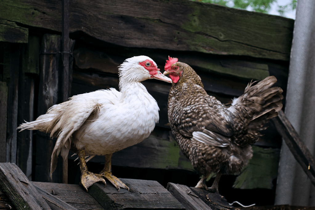 Can Chickens and Ducks Live Together? 6 Tips to Consider With Caution