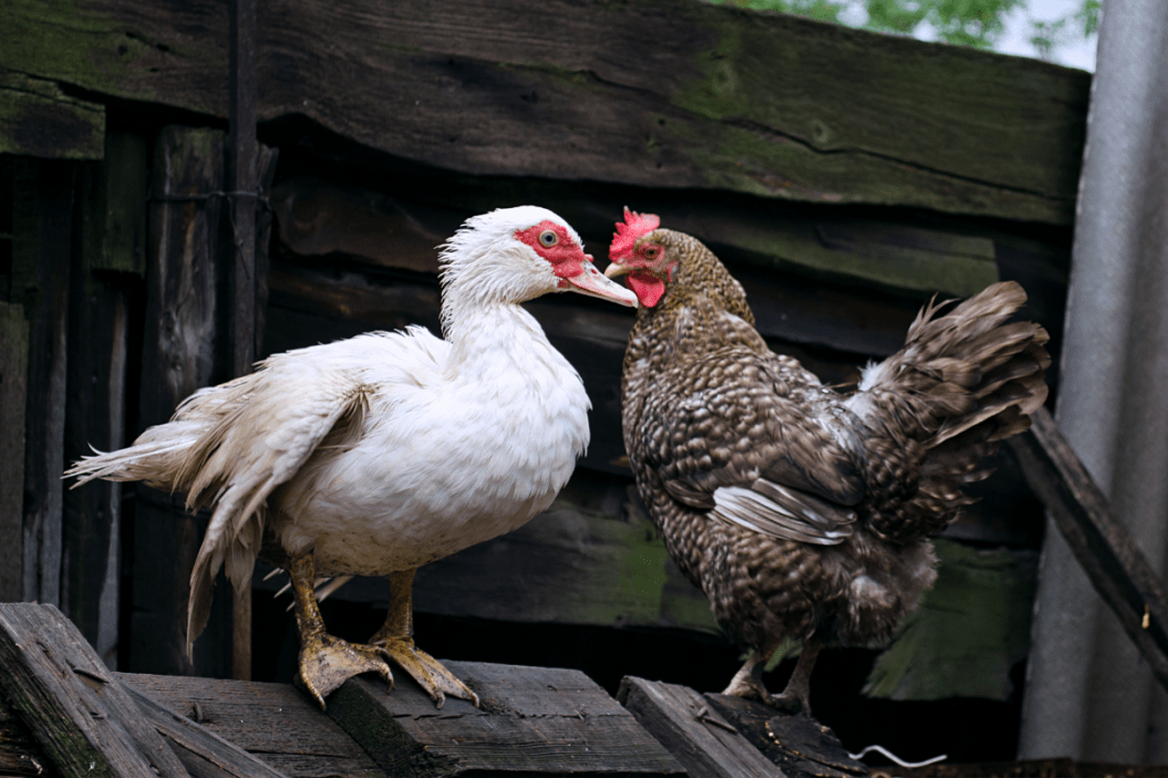 Can Chickens and Ducks Live Together? 6 Tips to Consider With Caution
