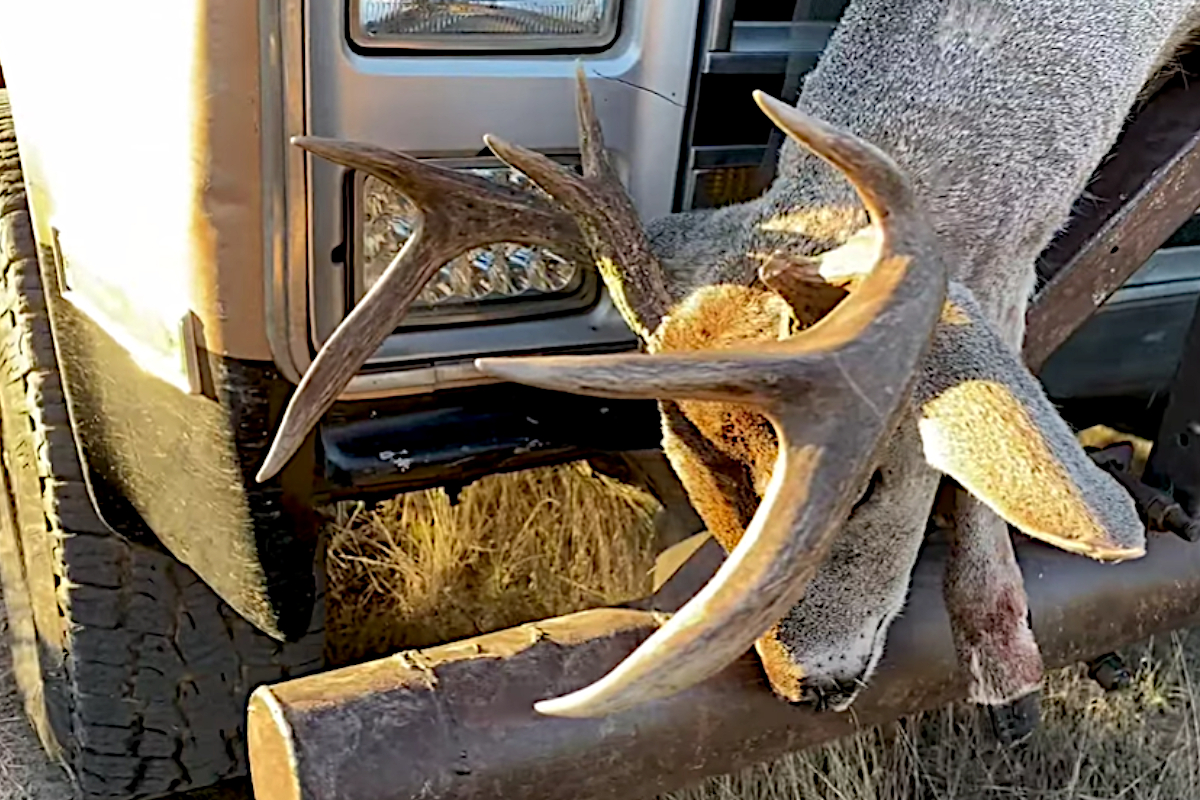 Coues Deer