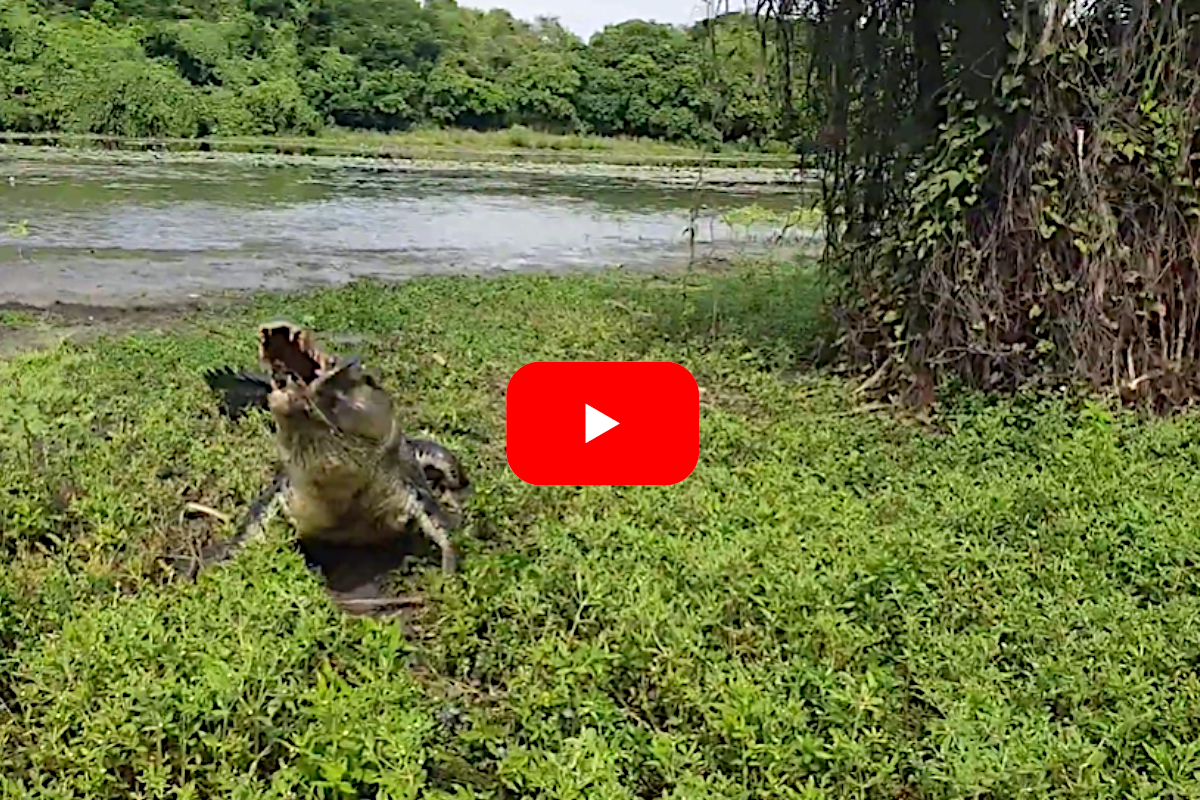 Crocodile Fish Catch