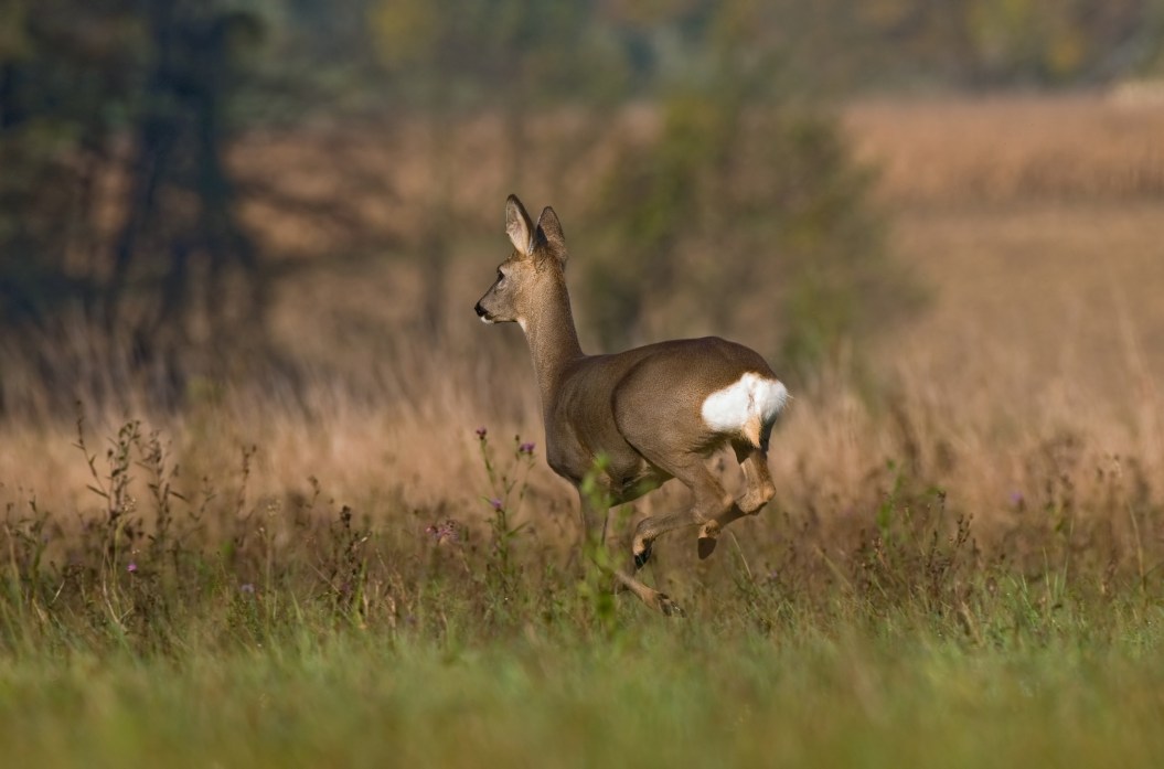 Photo of roe deer running