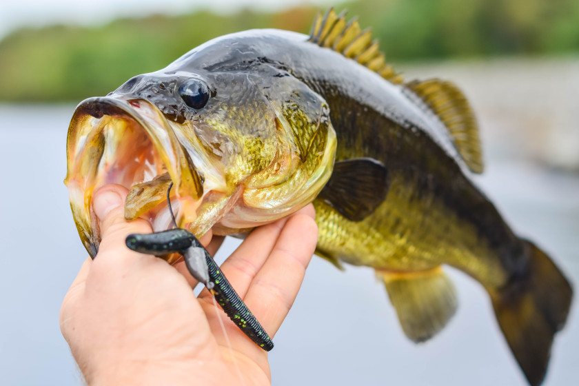 A largemouth bass caught on a plastic lure.
