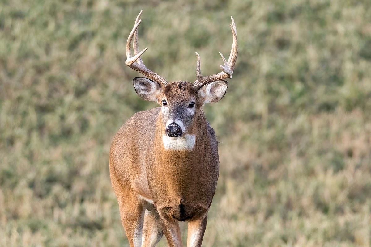 Best Deer Hunting in America List of 5 Improving States
