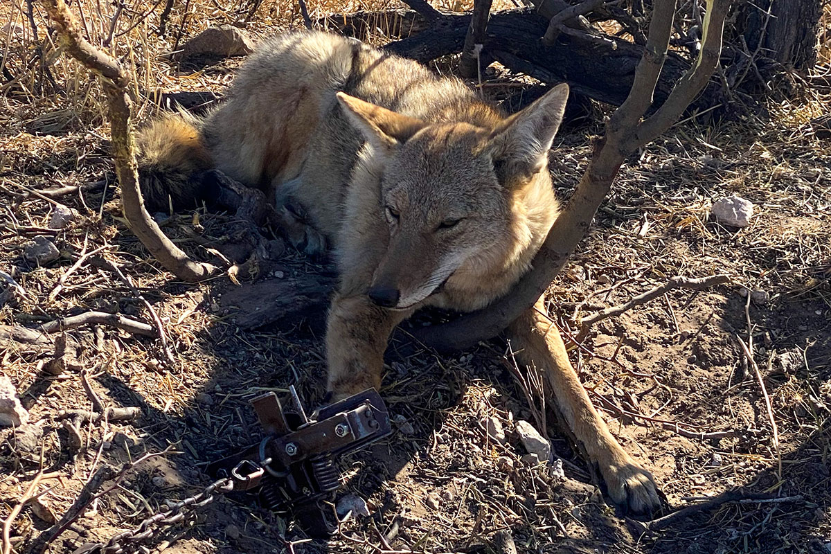 Coyote Trapping Basics The Hows and Whys of This Predator Control
