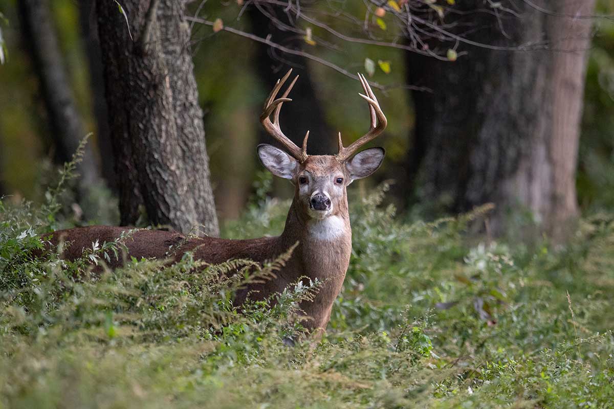 Pa Deer Hunting Season 2024 2024 Charla Malinde