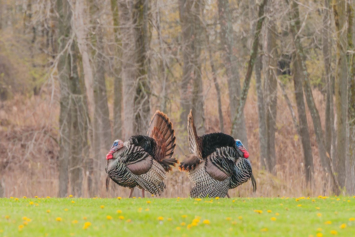 Spring Hunt Fall The American Hunter's Dream Spring Hunting Road Trip