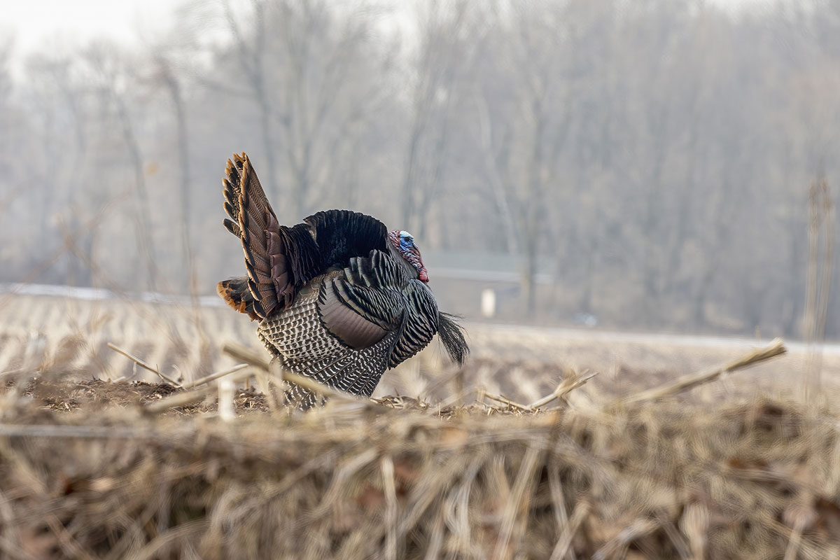 Turkey Hunting In The Rain