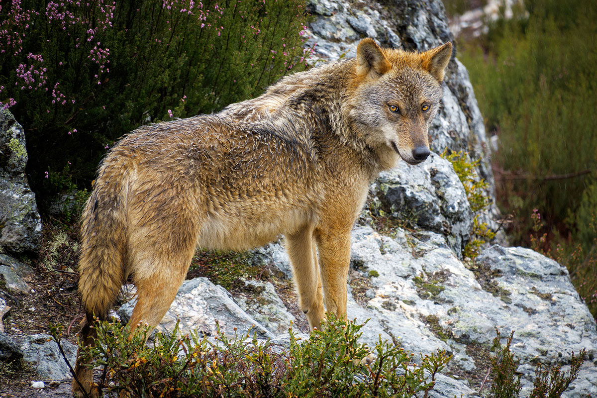 Wolf Hunting
