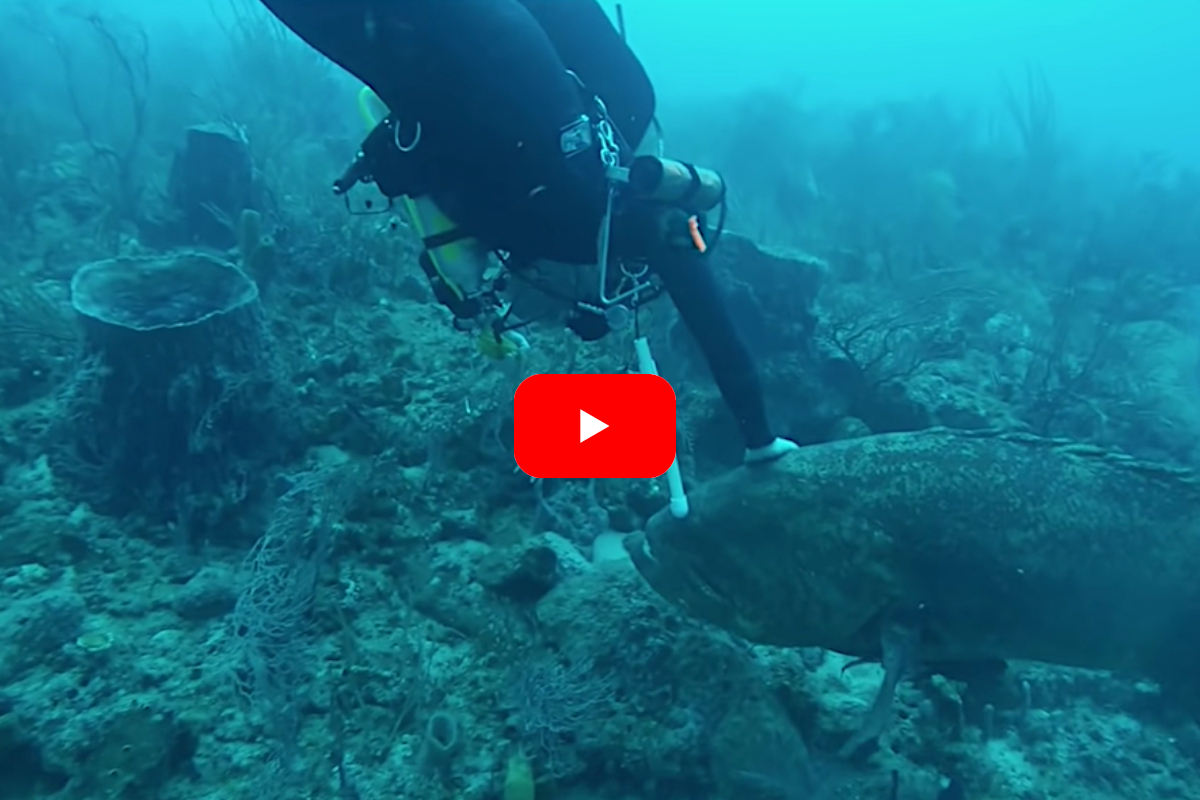 Goliath Grouper