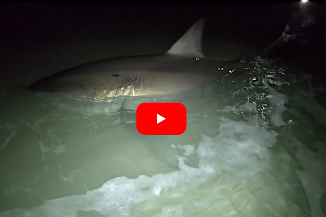 Great White Pensacola