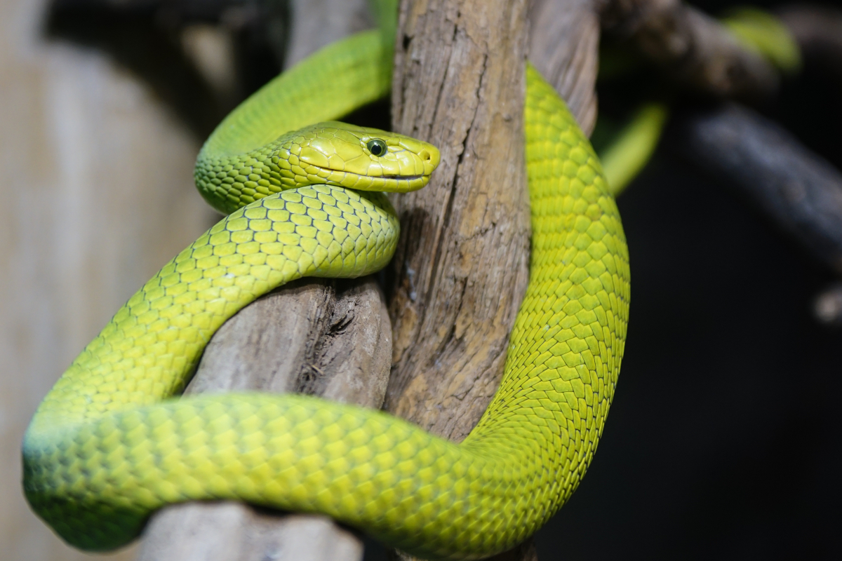 Green Mamba