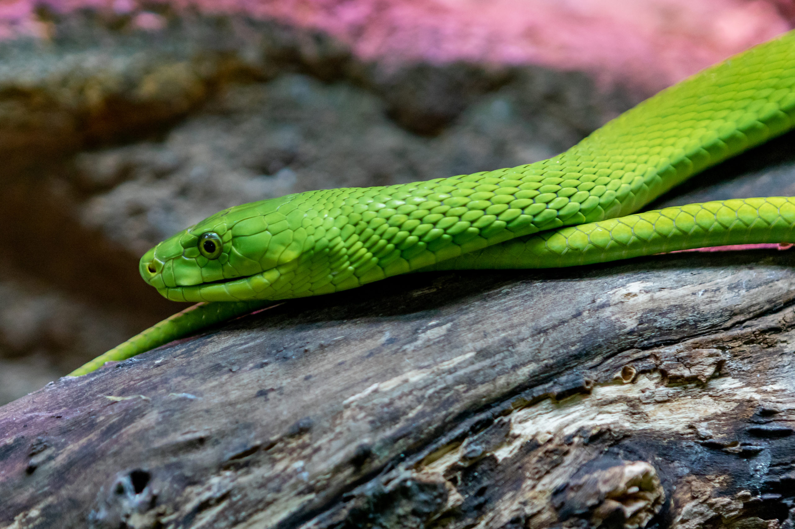 Green Mamba