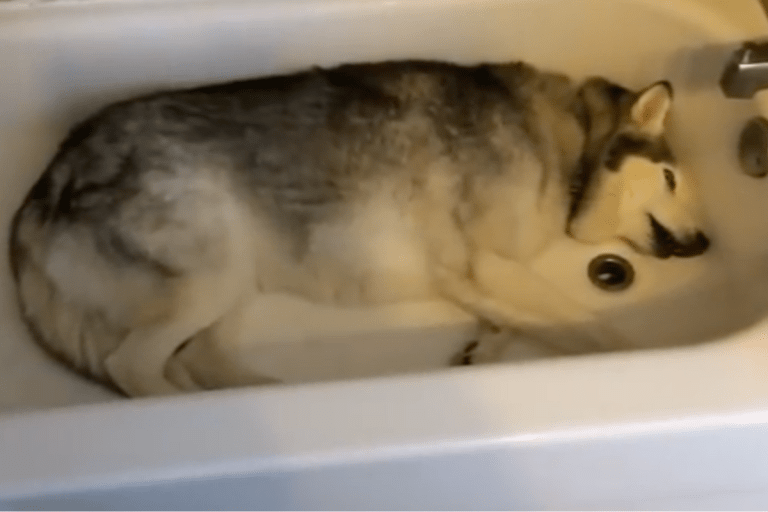 Husky Throws Ridiculous Temper Tantrum to Stay in the Tub
