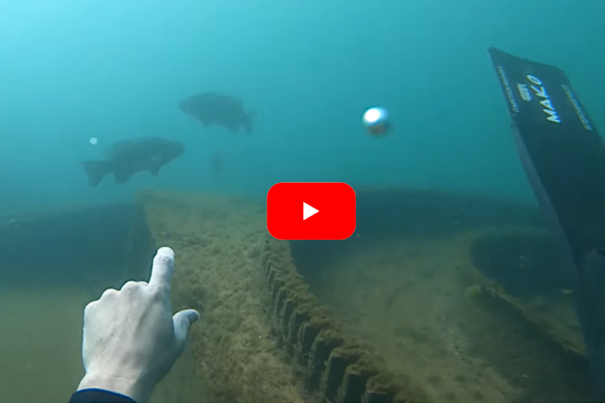 Lake Michigan Spear Fisherman Swims with Giant Walleye and Smallmouth