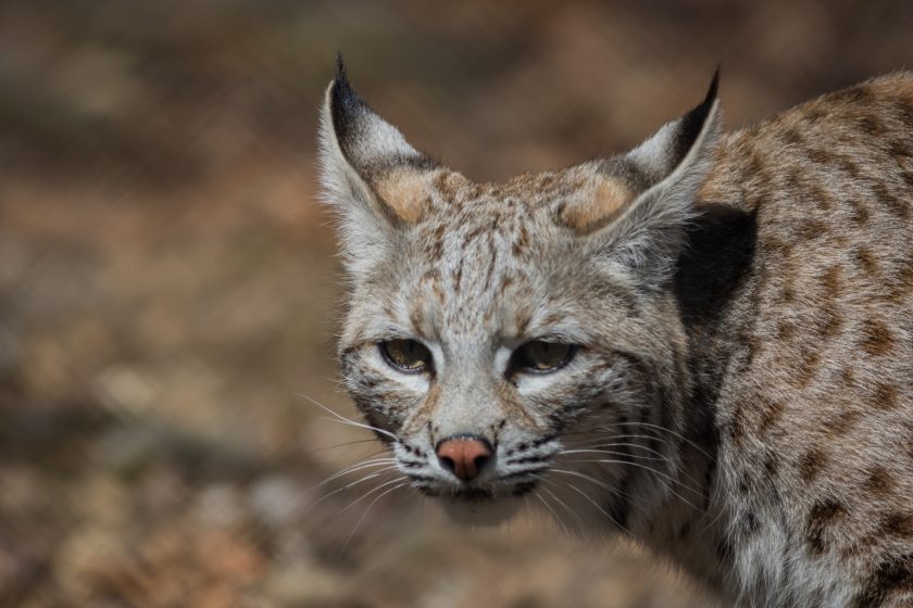 Lynx vs Bobcat