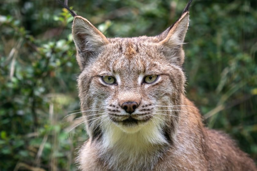 Lynx vs Bobcat