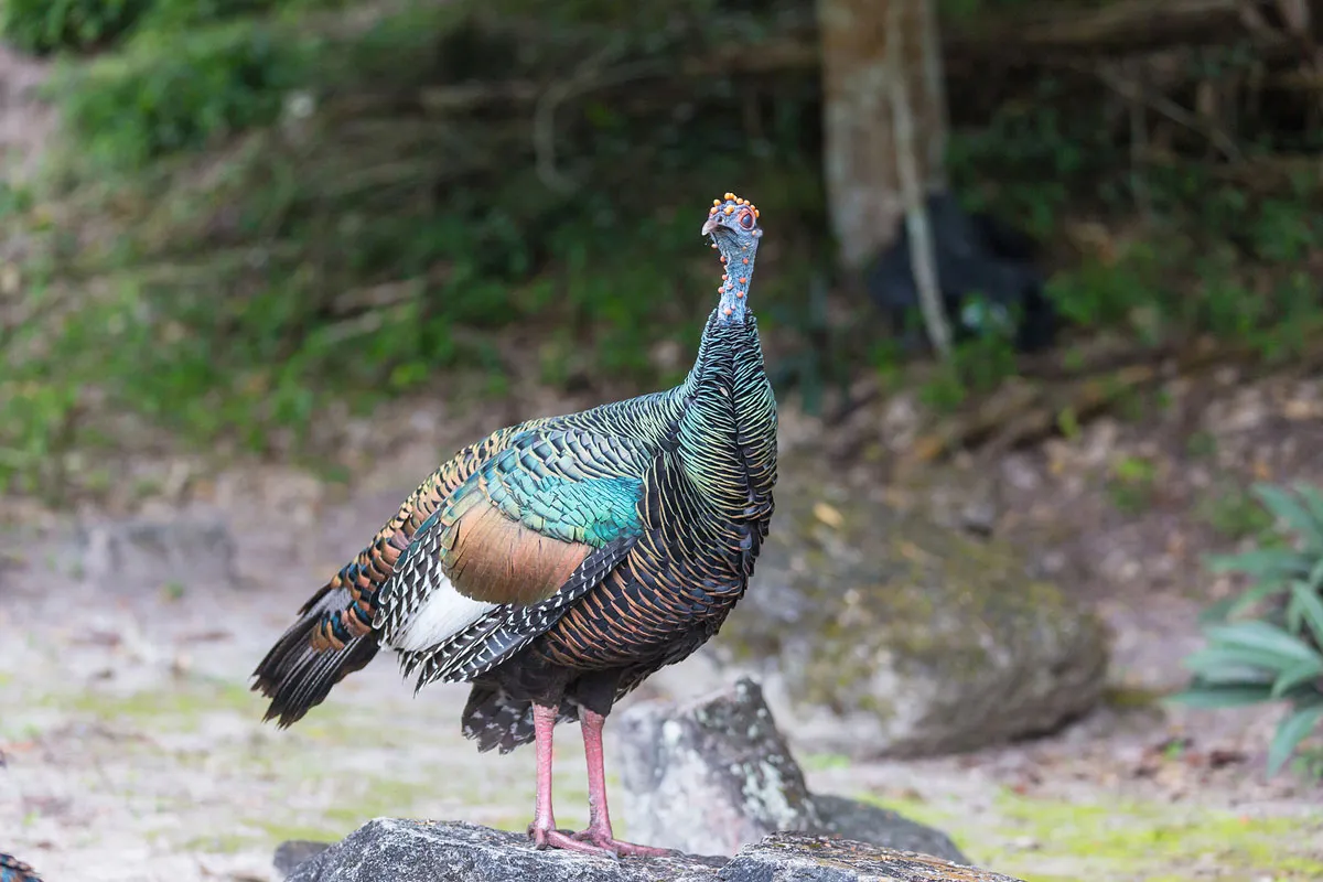 ocellated turkey