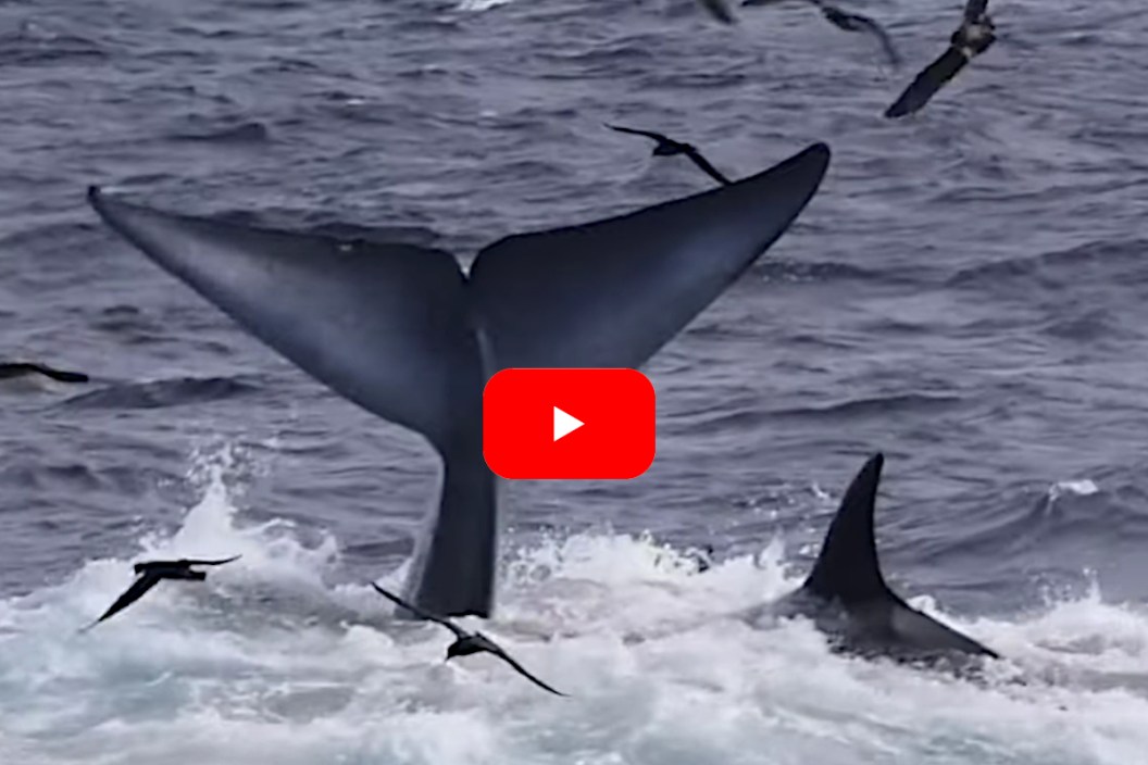 Orcas vs Blue Whale