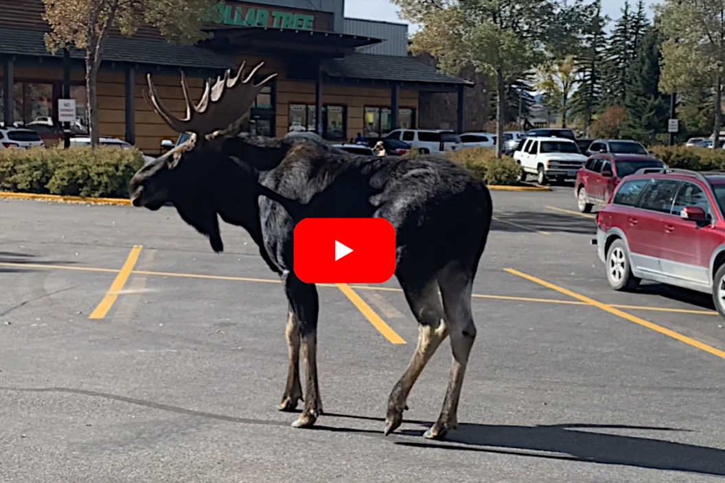 Rutting Bull Moose