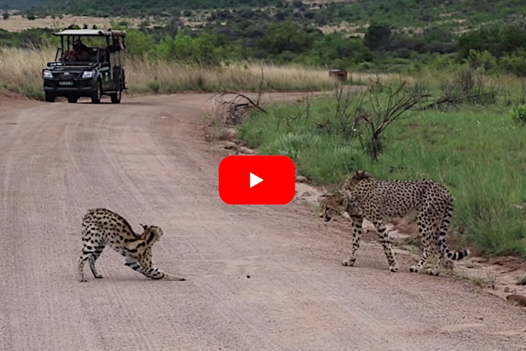 Serval vs Cheetah
