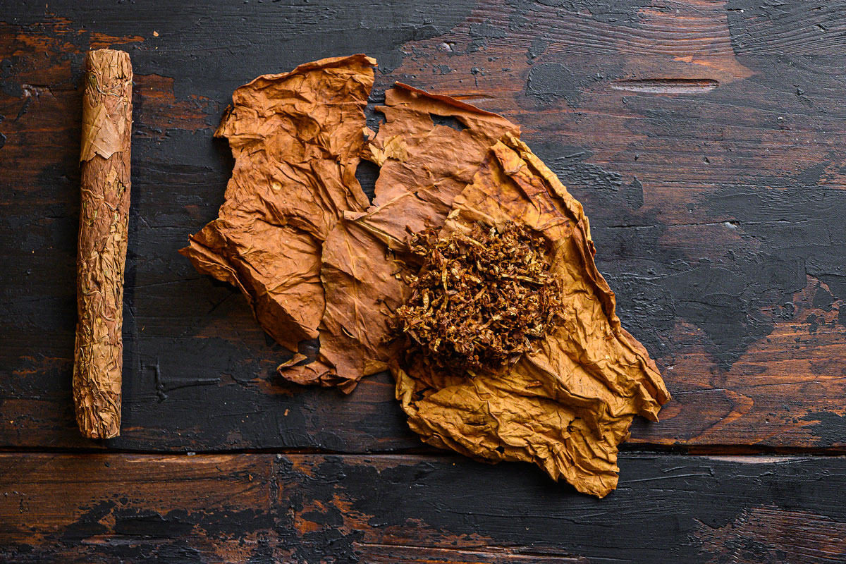 is tobacco a perennial plant Flowering Tobacco, Nicotiana sylvestris – Wisconsin Horticulture is tobacco a perennial plant Flowering Tobacco, Nicotiana sylvestris – Wisconsin Horticulture