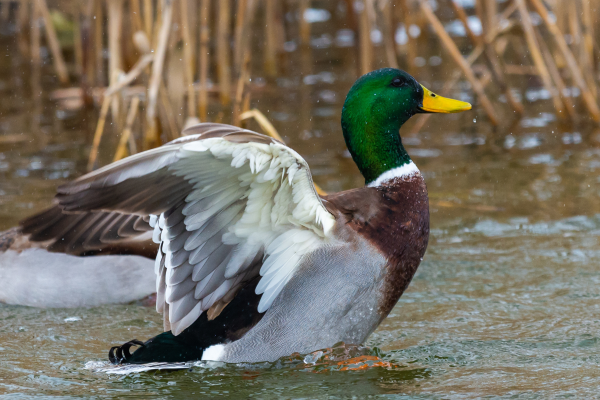 Waterfowl Poachers