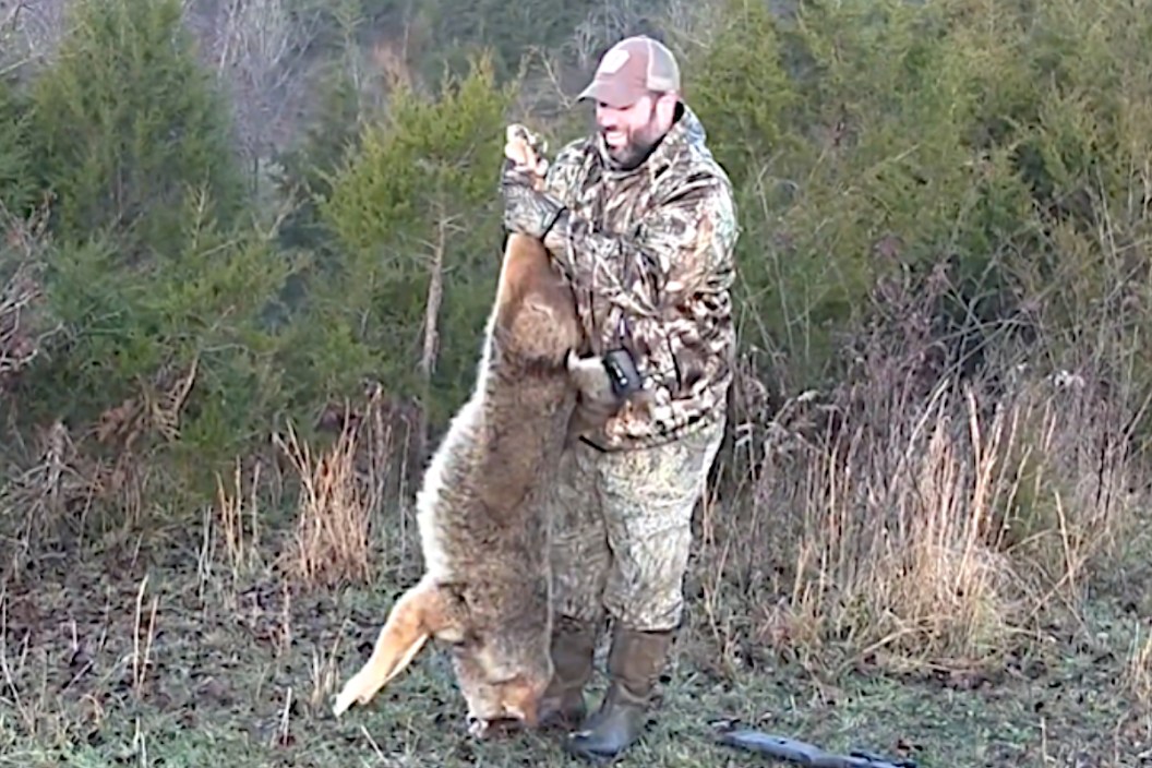 50 Pound Coyote
