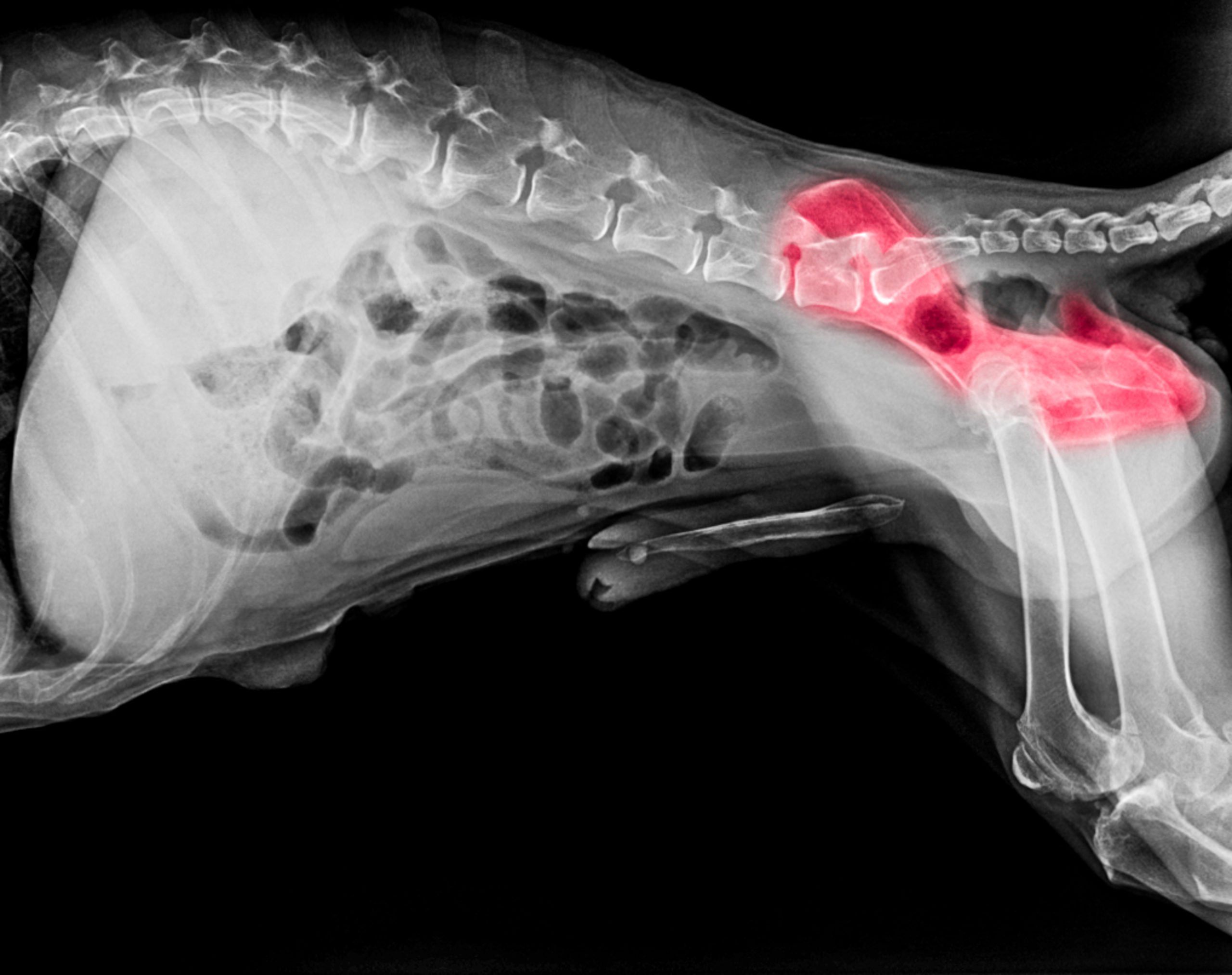X-ray of dog with canine hip dysplasia.