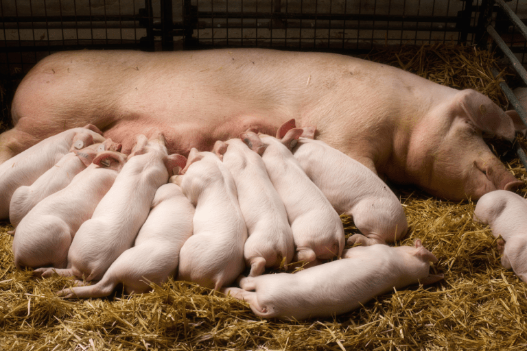 American Yorkshire Pigs: FAQs to Keep Them Happy in Your Homestead
