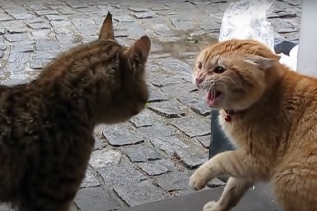 Picture of Angry Cat Noises: Decode Common Cat Sounds With This Guide