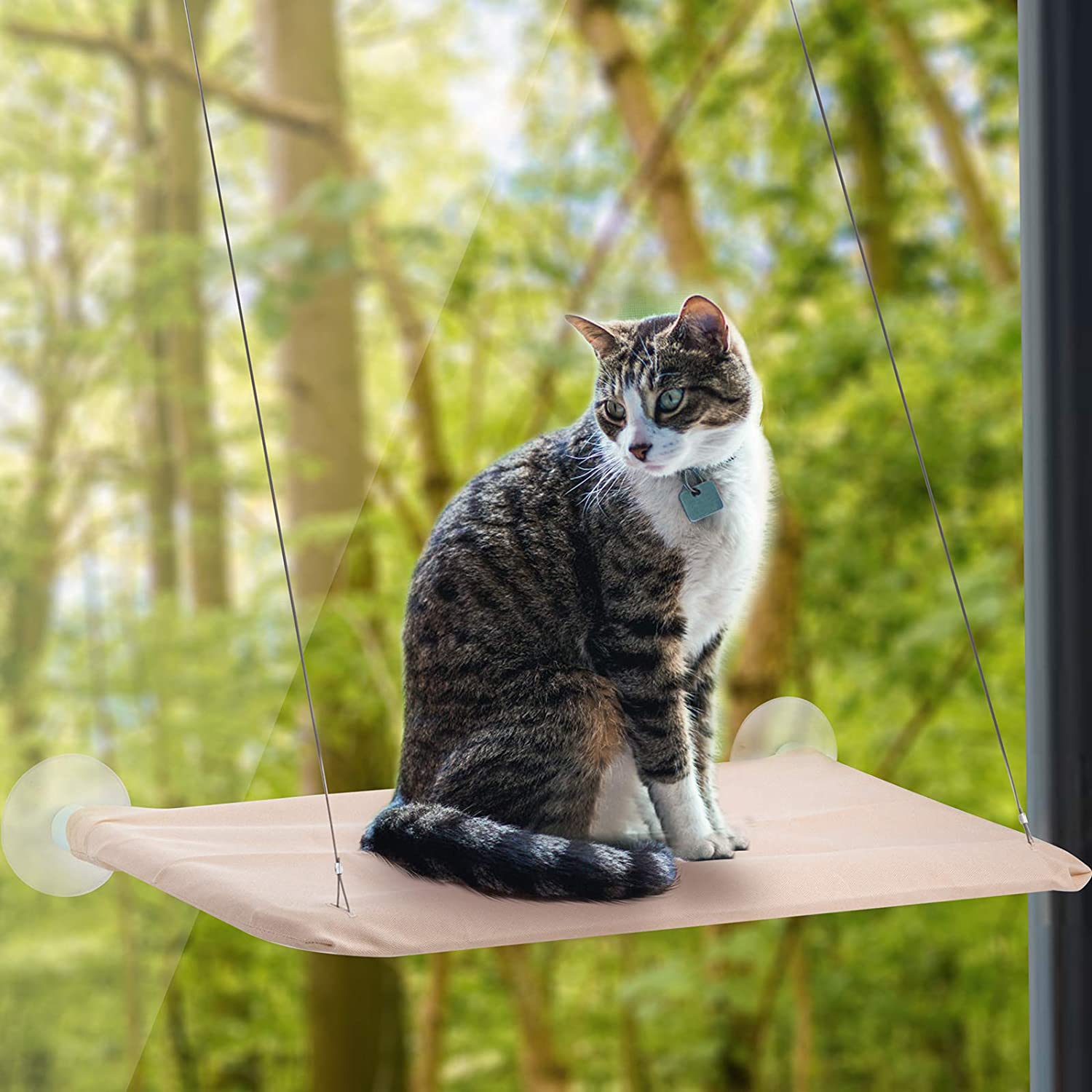 cat window perch