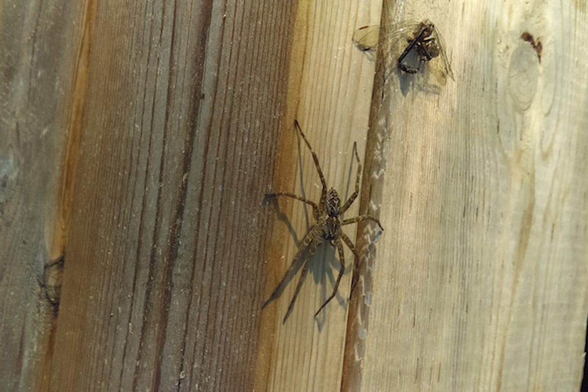fishing spider