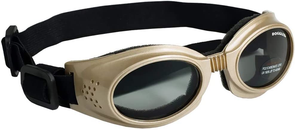 dog goggles