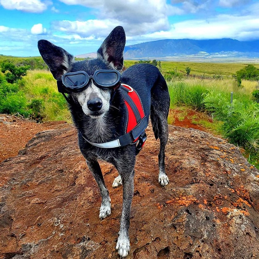 dog goggles