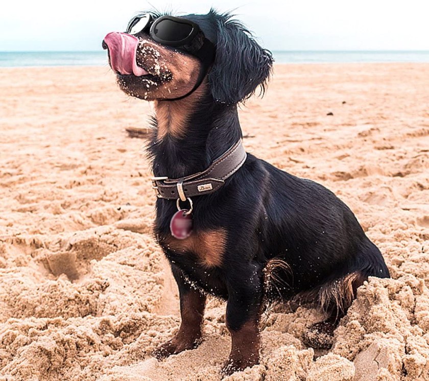 Enjoying Dog Goggles - Small sunglasses for dogs