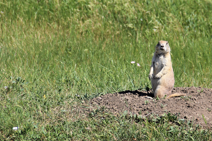 This prairie dog is seen standing next to it's burrow keeping an watchful eye on it's surroundings. This is a scene from the Badlands National Park.