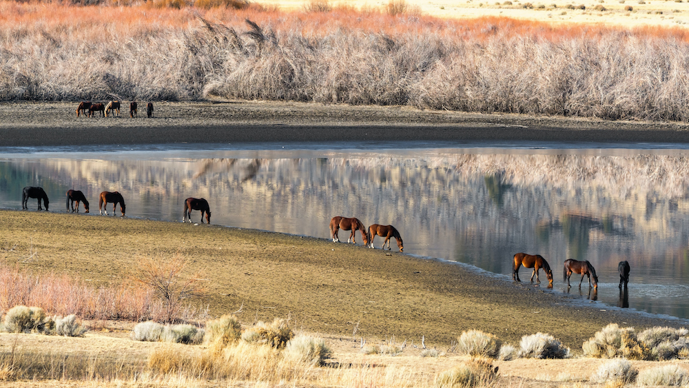 Wild Mustang Horses in near a lake in the Nevada desert.