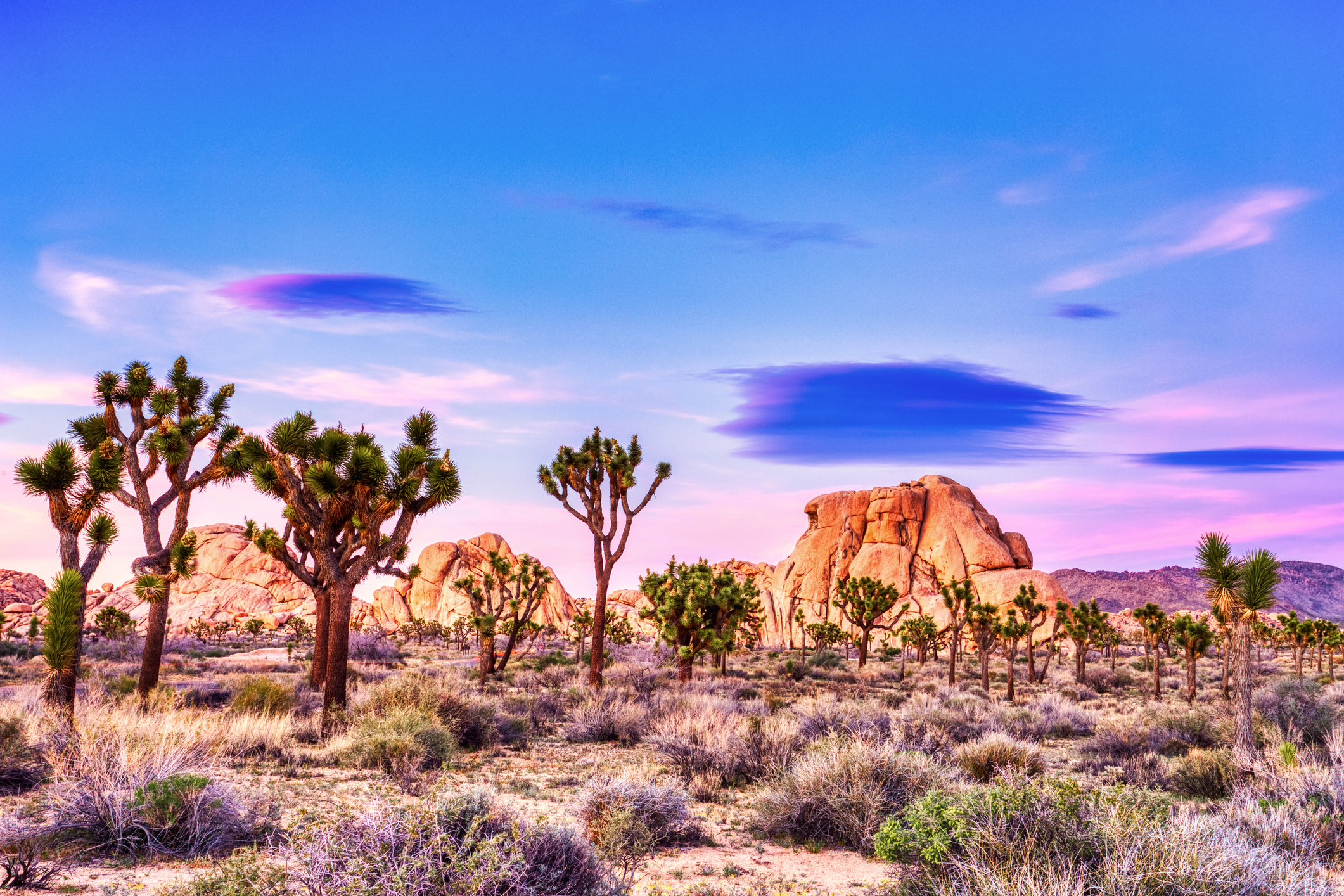 Joshua Tree National Park is one of the top 10 most popular national parks in the U.S.