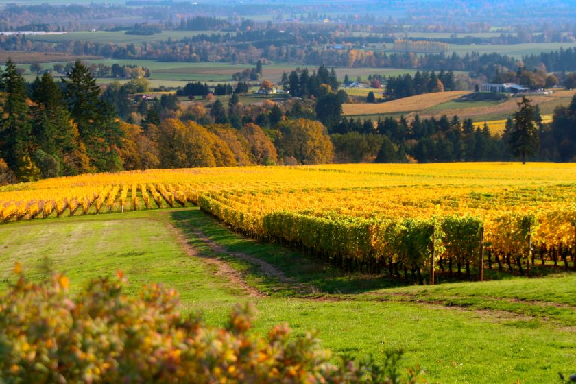 rows of grape vines in Autumn colors in the Willamette valley